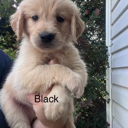 Black collar - Golden male Golden Retriever puppy in Jesup, Georgia from Painted Platinum Retrievers (Painted Platinum Kennel) PPK