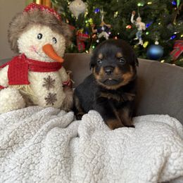 Brown boy - Black and mahogany male Rottweiler puppy in Auburn, California from Vom Haus Flores