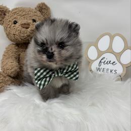 Cookie - Blue merle male Pomeranian puppy in Concord, California from Eelan’s Poms