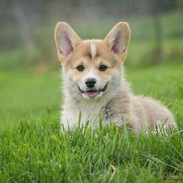 Black Boy - Red male Pembroke Welsh Corgi puppy in Penobscot, Maine from Corgi Bliss Pembroke Welsh Corgis