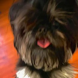 Inky - Shih Tzu