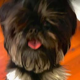 Inky - Shih Tzu