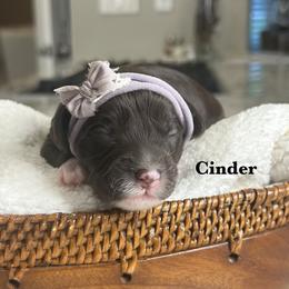 Cinder - Chocolate male Australian Labradoodle puppy in Citrus Heights, California from Elite Blend Labradoodles