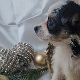 Cavalier King Charles Spaniels, Chihuahuas, Companion Crosses, and Pomskies from Petite Pups