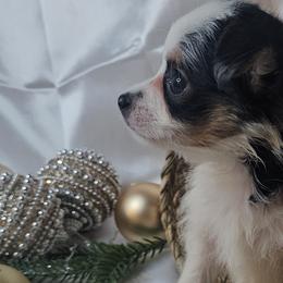 Cavalier King Charles Spaniels, Chihuahuas, Companion Crosses, and Pomskies from Petite Pups