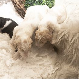 Goldendoodle Puppies from Best Doodles
