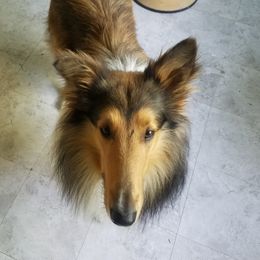 Fergus - Collie