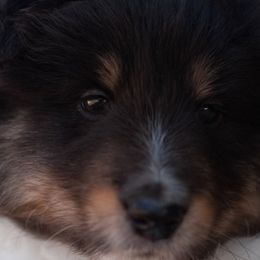 Cane Corso and Shetland Sheepdog Puppies from Redemption Kennels