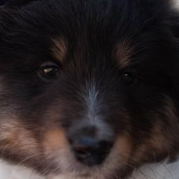 Cane Corso and Shetland Sheepdog Puppies from Redemption Kennels