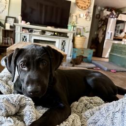 Labrador Retriever Puppies from Okiehuntinboyz Labrador Retrievers