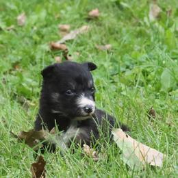 Girl 2 - Black and white female Border Collie puppy in Tiskilwa, Illinois from First Harmony Farms