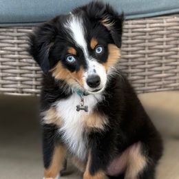 CREW - Black tri male Toy Australian Shepherd puppy in Bixby, Oklahoma from Roeboat Aussies