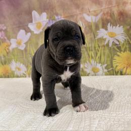 Teresa - Gray female Cane Corso puppy in Loogootee, Indiana from Walnut Creek Cane Corso
