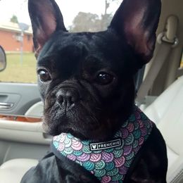 Molly - French Bulldog