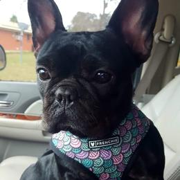 Molly - French Bulldog