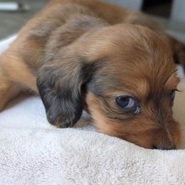 Autumn - Wild boar female Dachshund puppy in Waddell, Arizona from The Bearded Companions