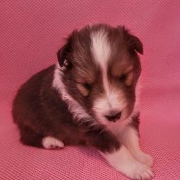 Sparkle - Sable merle and white female Shetland Sheepdog puppy in Waynesville, Georgia from Hawks Acres Shelties