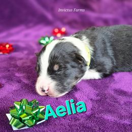 Aelia - Black tri-color female Australian Shepherd puppy in Smithfield, Utah from Invictus Farms
