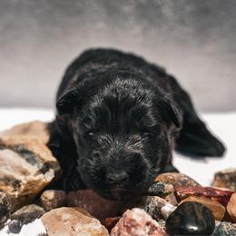 Obsidian - Black female German Shepherd puppy in Windsor, South Carolina from Sinister Shepherds