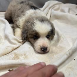 M4 - White and blue merle male Border Collie puppy in Meridian, Mississippi from Border Hollow Border Collies