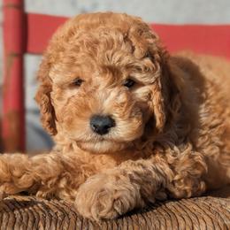 Ron - Apricot male Goldendoodle puppy in Tucson, Arizona from Ever After Doodles Arizona