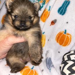 Penny - Orange sable female Pomeranian puppy in Zavalla, Texas from Precious Puff Poms