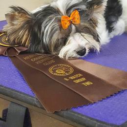 Biewer Terrier Puppies from Bisou Biewers
