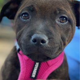 Staffordshire Bull Terrier puppies from Wheeler's Staffy's