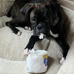 Boxer Puppies from Winchester Boxers