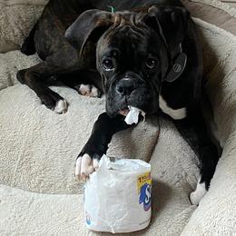 Boxer Puppies from Winchester Boxers