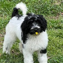 Penny (pink) - Parti Goldendoodle puppy in Indian Trail, North Carolina from Castleberry Doodles and Poodles