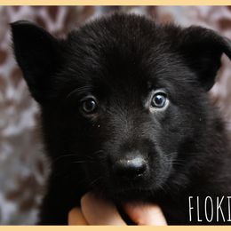 German Shepherd Puppies from Black Beauty Shepherds