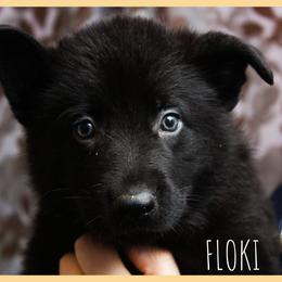 German Shepherd Puppies from Black Beauty Shepherds