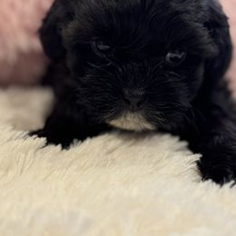Cavapoo and Shihpoo Puppies from Haus of Doodles