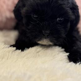 Cavapoo and Shihpoo Puppies from Haus of Doodles