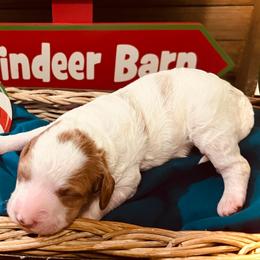 Winter - Parti female Goldendoodle puppy in Bradenton, Florida from Christianna’s Mini Goldendoodles