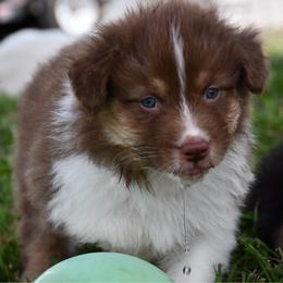 Hive - Red tri-color male Australian Shepherd puppy in Kirksville, Missouri from BellSharps Australian Shepherds