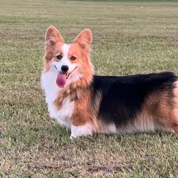 Rose - Pembroke Welsh Corgi