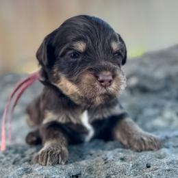 Jersey (New Jersey) - Phantom female Goldendoodle puppy in Twin Falls, Idaho from Magic Valley Family Doodles