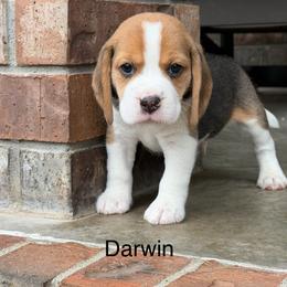 Darwin - Black tan and white male Beagle puppy in Mansfield, Missouri from Rippee Creek Kennel