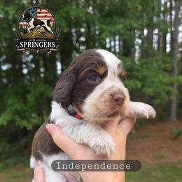 Independence - Tri-Roan male English Springer Spaniel puppy in Ocoee, Tennessee from Ocoee Mountain Springers