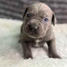 Moss - Gray male Cane Corso puppy in Russellville, Missouri from Soaring Royalty Canines LLC