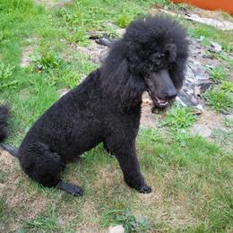 Marley  - Poodle
