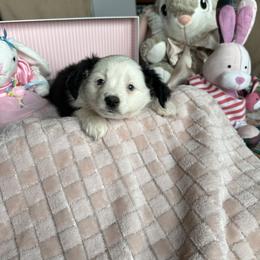 Pearl - Black tri female Toy Australian Shepherd puppy in Needham, Indiana from Tiny Toy Aussies