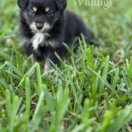 Miniature Australian Shepherd Puppies from Fuller’s Fluffy Friends