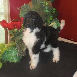 Ambition - Bernedoodle