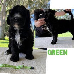 Green collar - Black male Portuguese Water Dog puppy in Woodburn, Kentucky from Allegiance Portuguese Water Dogs