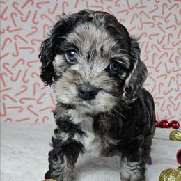 Comet - Merle male Cockapoo puppy in Bronson, Florida from Tabler Family Puppies