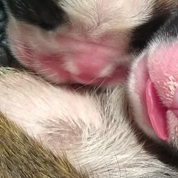Boxer and Brussels Griffon Puppies from GN Boxers & Brussels Griffon