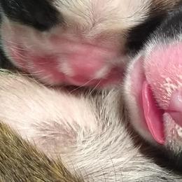 Boxer and Brussels Griffon Puppies from GN Boxers & Brussels Griffon